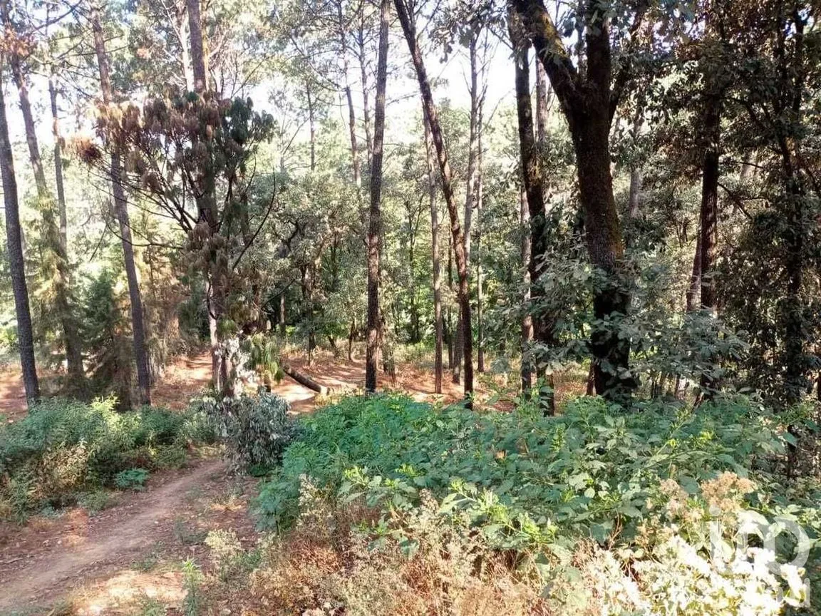Terreno en Venta en Avándaro, Valle de Bravo, Estado De México | NEX-228839 | iad México | Foto 6 de 12