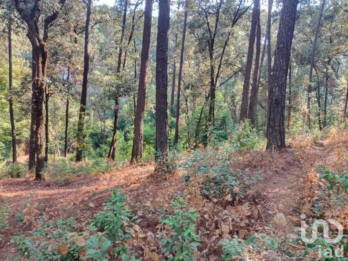 Terreno en Venta en Avándaro, Valle de Bravo, Estado De México | NEX-228839 | iad México | Foto 7 de 12