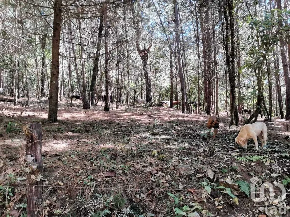 Terreno en Venta en Valle de Bravo, Valle de Bravo, Estado De México | NEX-228840 | iad México | Foto 12 de 13