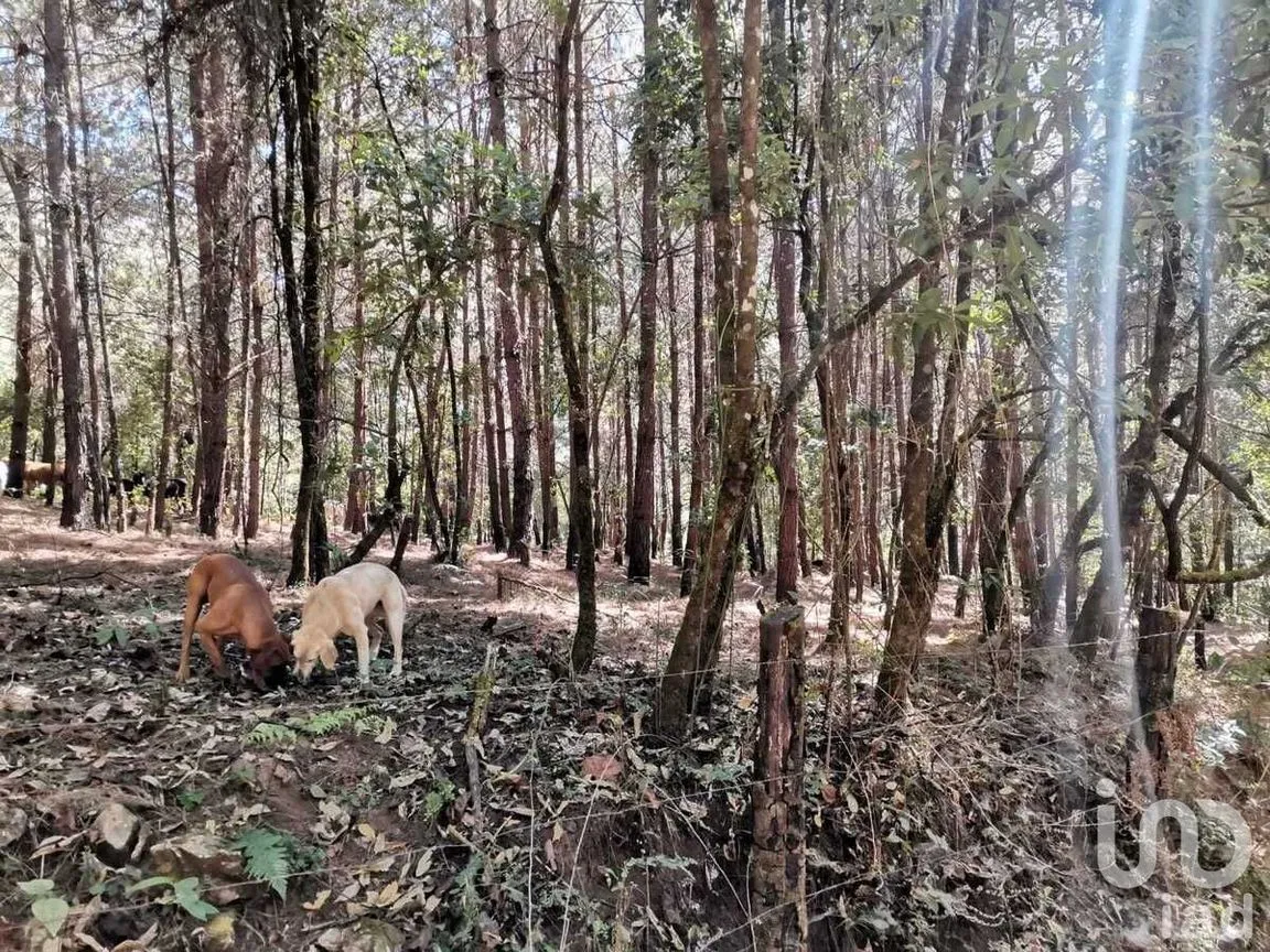 Terreno en Venta en Valle de Bravo, Valle de Bravo, Estado De México | NEX-228840 | iad México | Foto 13 de 13