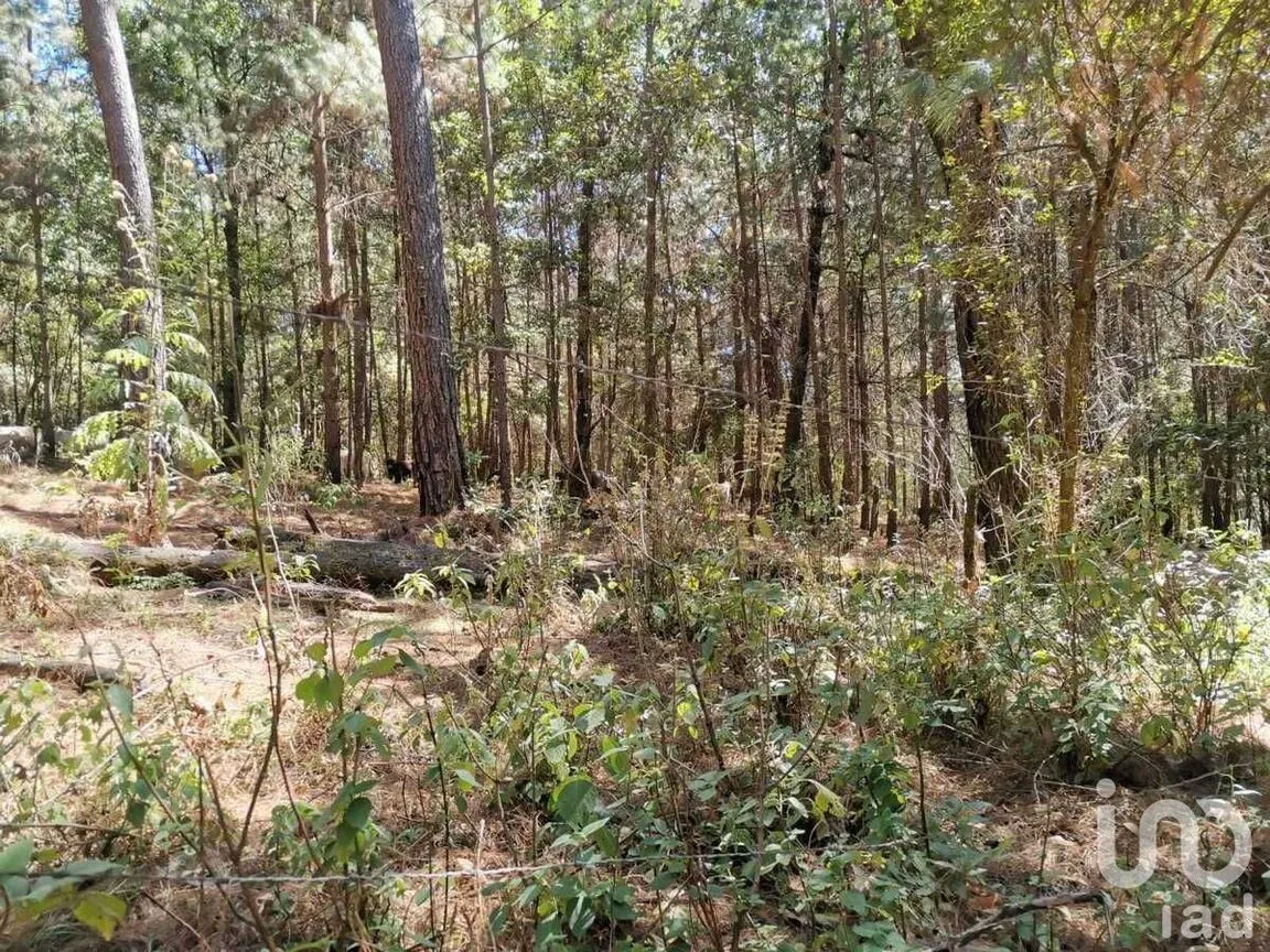 Terreno en Venta en Valle de Bravo, Valle de Bravo, Estado De México | NEX-228840 | iad México | Foto 9 de 13