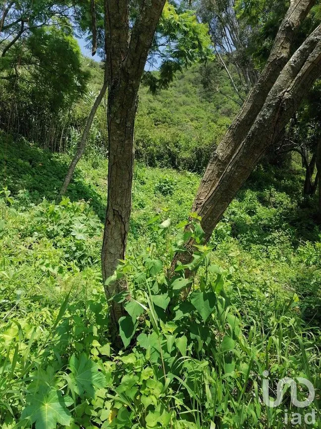 Terreno en Venta en San Gaspar, Valle de Bravo, Estado de México | NEX-269836 | iad México | Foto 17 de 37