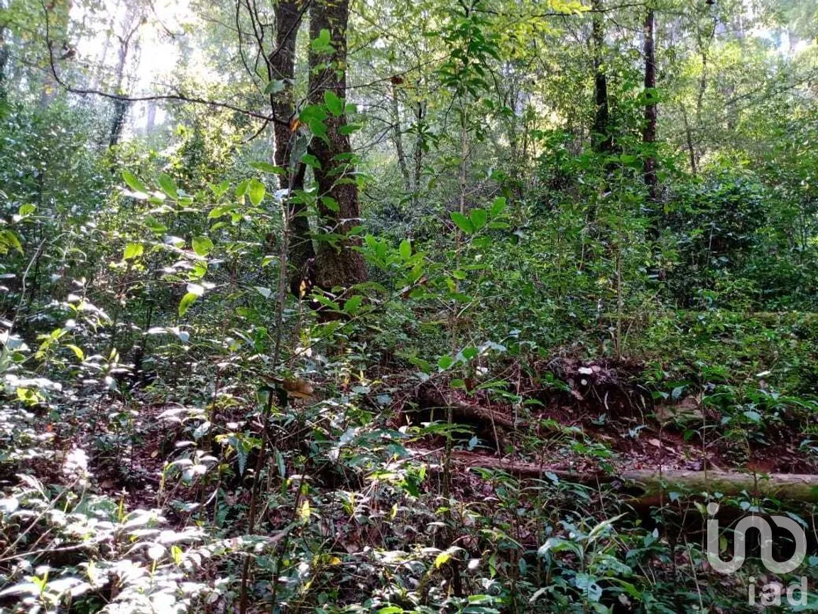 Terreno en Venta en Cerro Gordo, Valle de Bravo, Estado de México | NEX-274827 | iad México | Foto 8 de 9