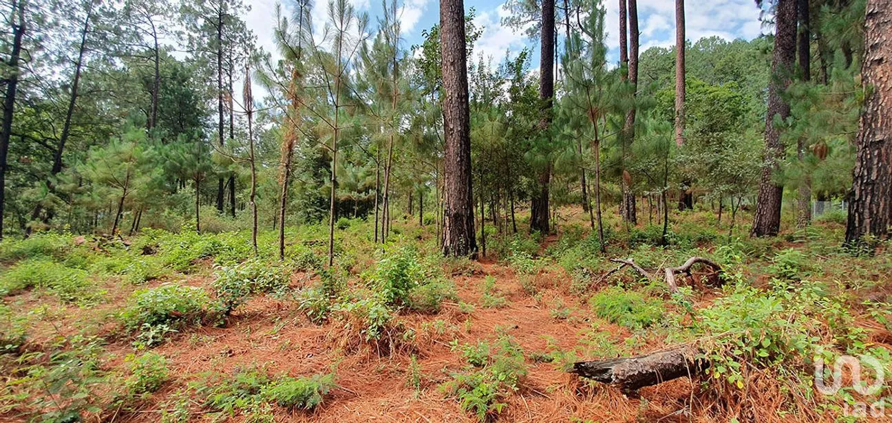 Terreno en Venta en Cerro Gordo, Valle de Bravo, Estado de México | NEX-274842 | iad México | Foto 12 de 13