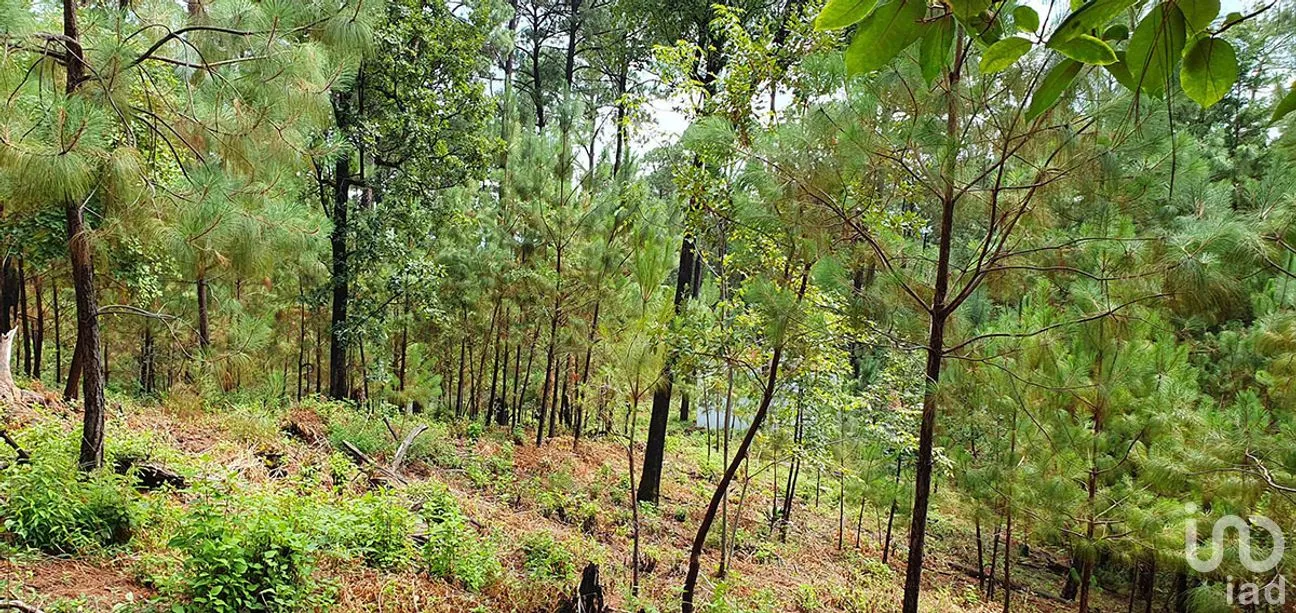 Terreno en Venta en Cerro Gordo, Valle de Bravo, Estado de México | NEX-274842 | iad México | Foto 7 de 13