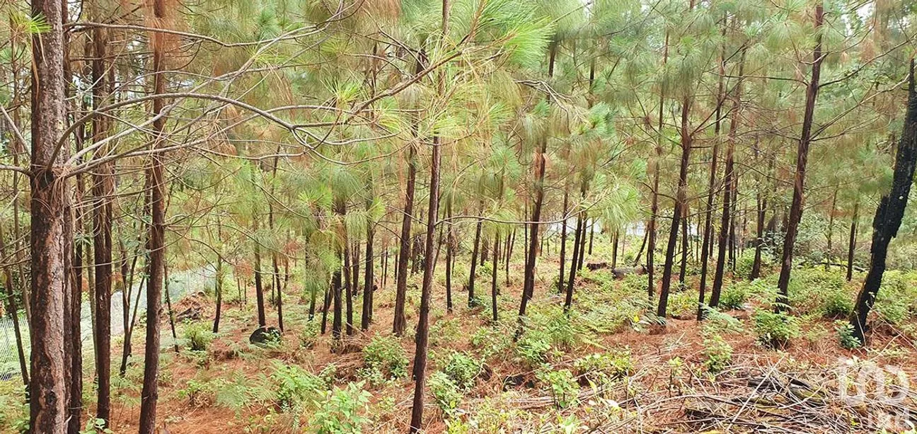 Terreno en Venta en Cerro Gordo, Valle de Bravo, Estado de México | NEX-274842 | iad México | Foto 9 de 13
