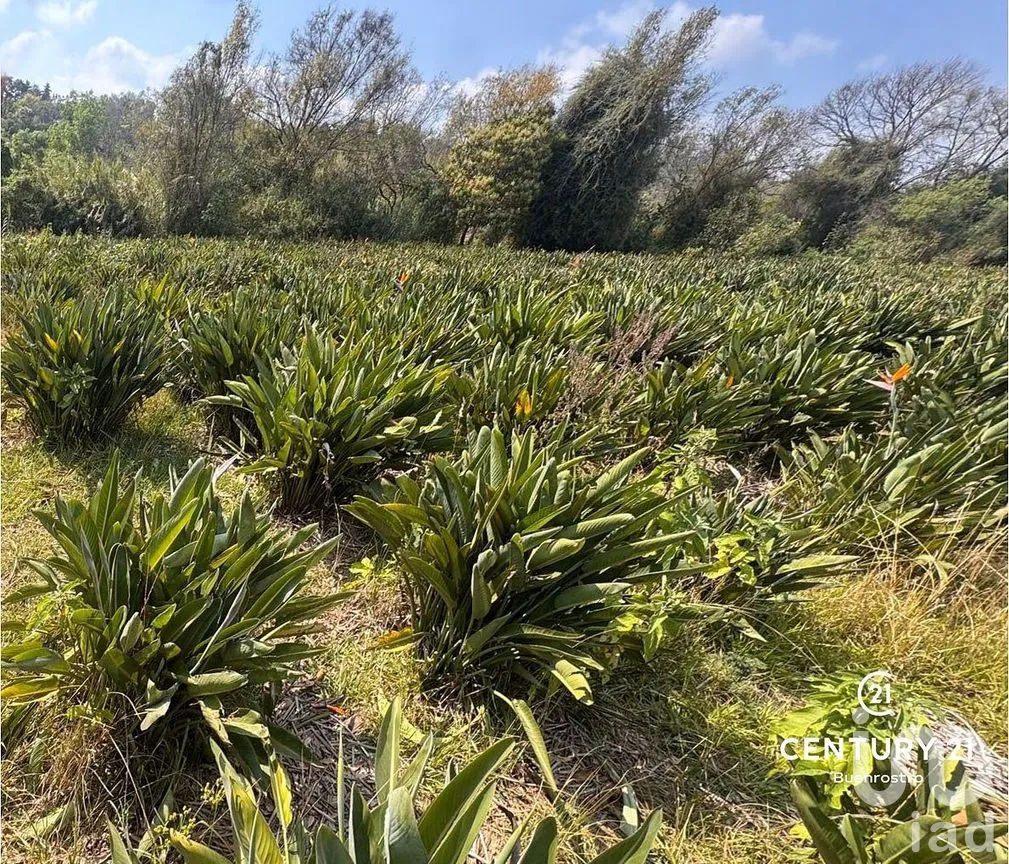 Terreno en Venta en Santa Magdalena Tilostoc, Valle de Bravo, Estado de México | NEX-288731 | iad México | Foto 7 de 8