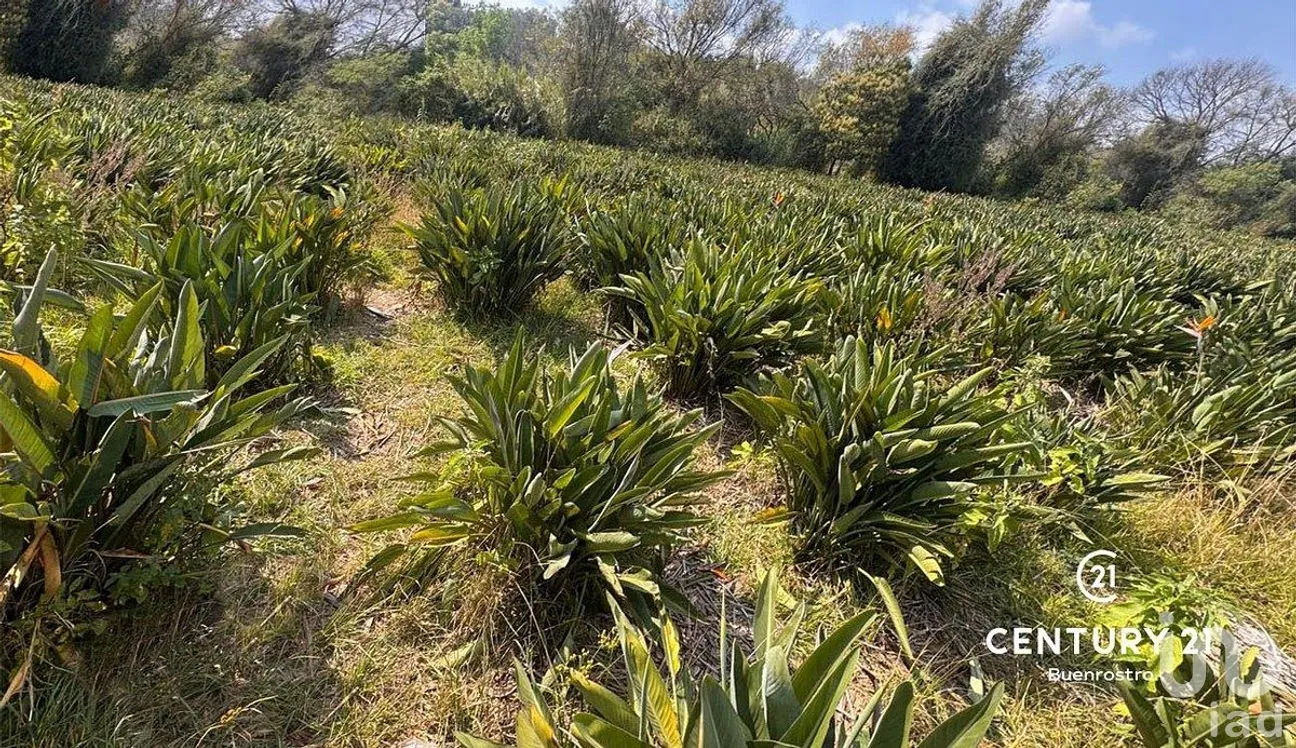 Terreno en Venta en Santa Magdalena Tilostoc, Valle de Bravo, Estado de México | NEX-288731 | iad México | Foto 8 de 8