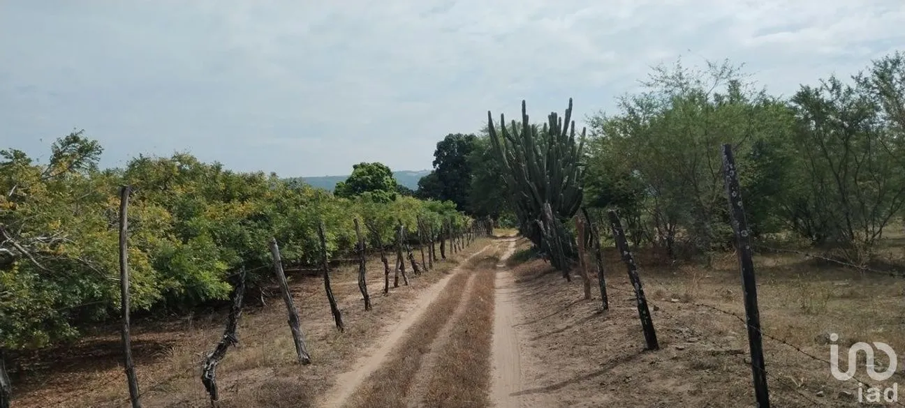Terreno en Venta en Galecio Narcia, Chiapa de Corzo, Chiapas | NEX-270431 | iad México | Foto 4 de 28