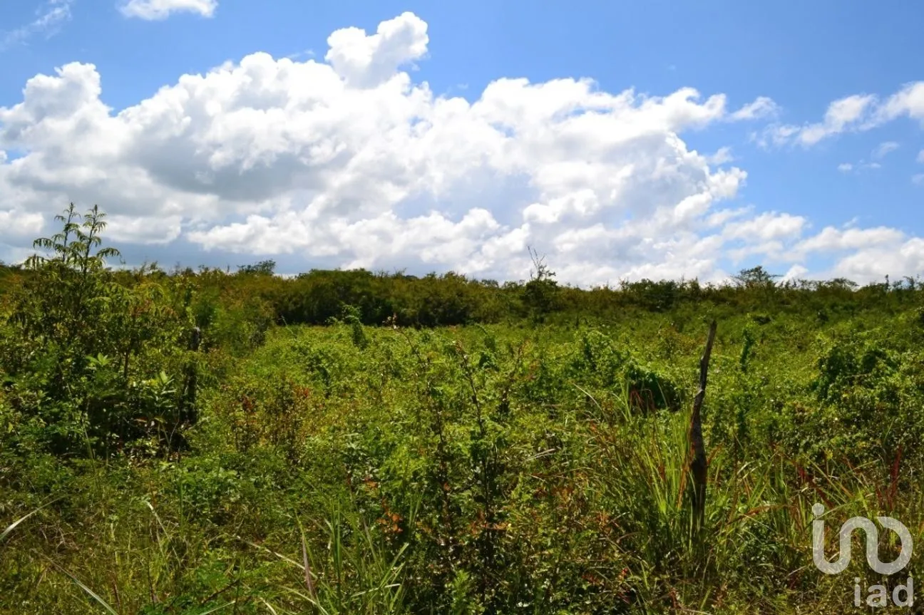 Terreno en Venta en Guadalupe Oriente, Berriozábal, Chiapas | NEX-267326 | iad México | Foto 6 de 8