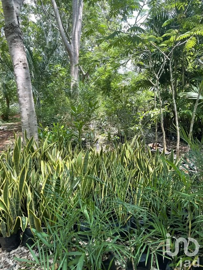 Terreno en Venta en Tecoh, Tecoh, Yucatán | NEX-227878 | iad México | Foto 3 de 8