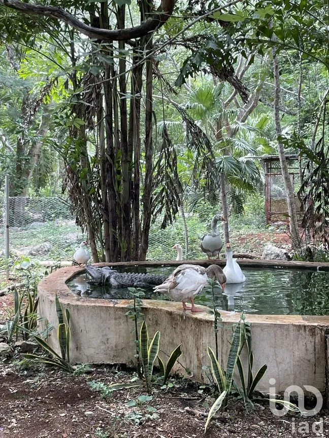 Terreno en Venta en Tecoh, Tecoh, Yucatán | NEX-227878 | iad México | Foto 7 de 8