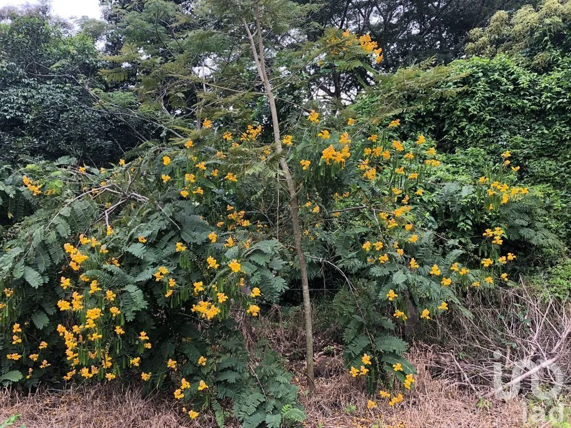 Terreno en Venta en Plan de Ayala, Tuxtla Gutiérrez, Chiapas | NEX-270307 | iad México | Foto 13 de 22