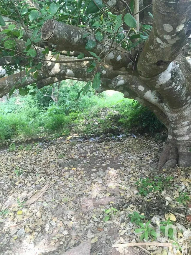 Terreno en Venta en Tenam, Comitán de Domínguez, Chiapas | NEX-277921 | iad México | Foto 5 de 10