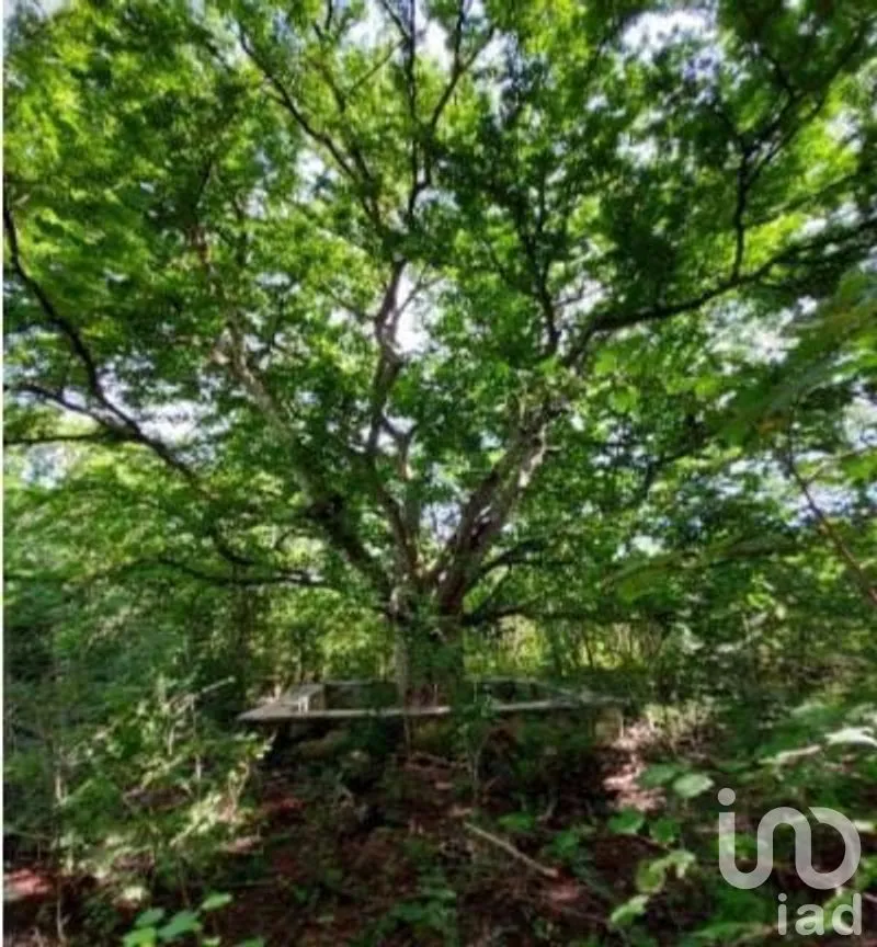 Terreno en Venta en Libre Unión, Yaxcabá, Yucatán | NEX-275230 | iad México | Foto 11 de 14