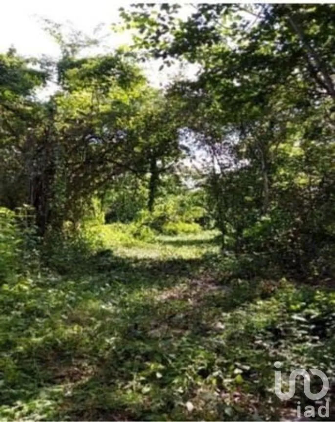Terreno en Venta en Libre Unión, Yaxcabá, Yucatán | NEX-275230 | iad México | Foto 4 de 14