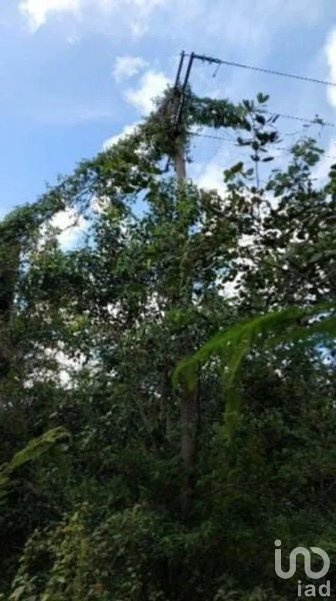 Terreno en Venta en Libre Unión, Yaxcabá, Yucatán | NEX-275230 | iad México | Foto 9 de 14