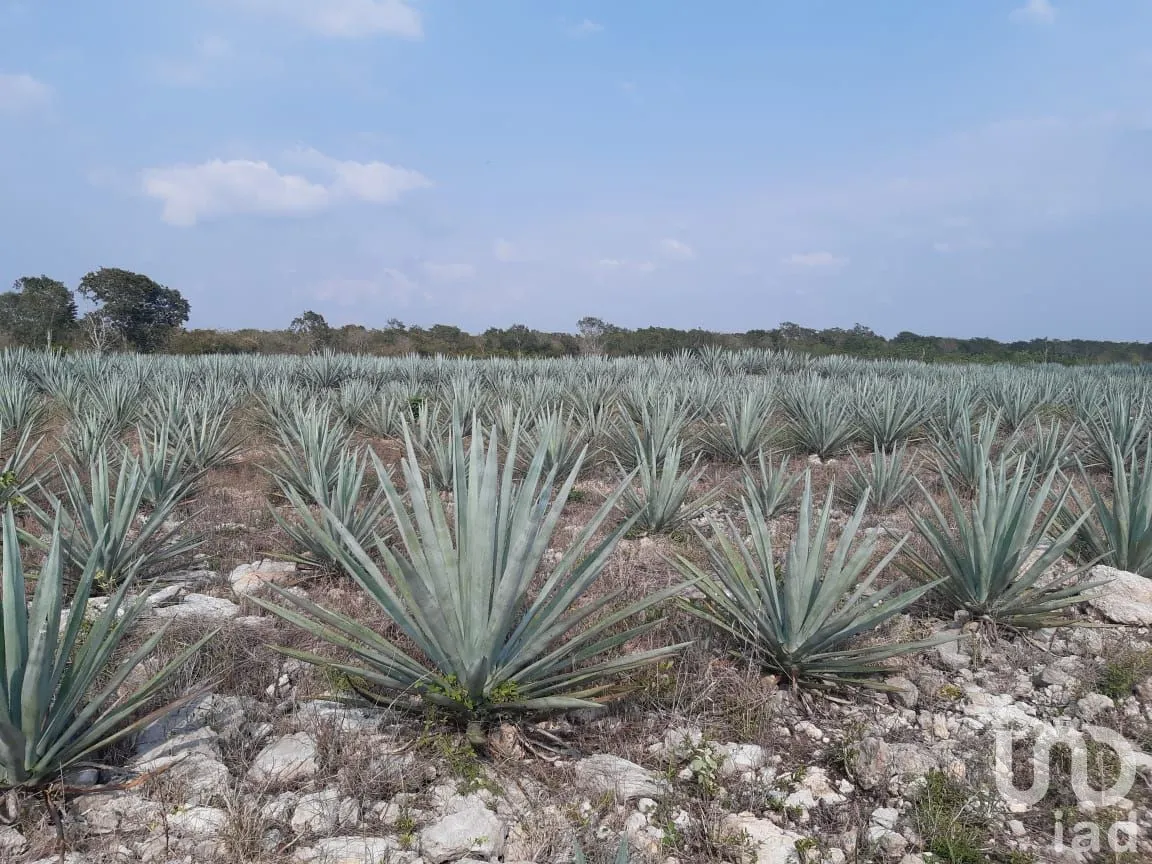 Terreno en Venta en Tetiz, Tetiz, Yucatán | NEX-275236 | iad México | Foto 5 de 12