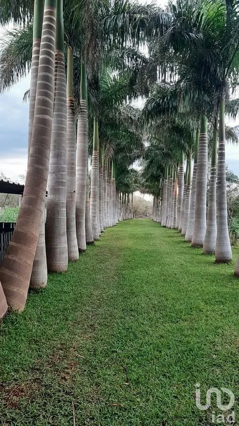 Terreno en Venta en Tetiz, Tetiz, Yucatán | NEX-275257 | iad México | Foto 8 de 8