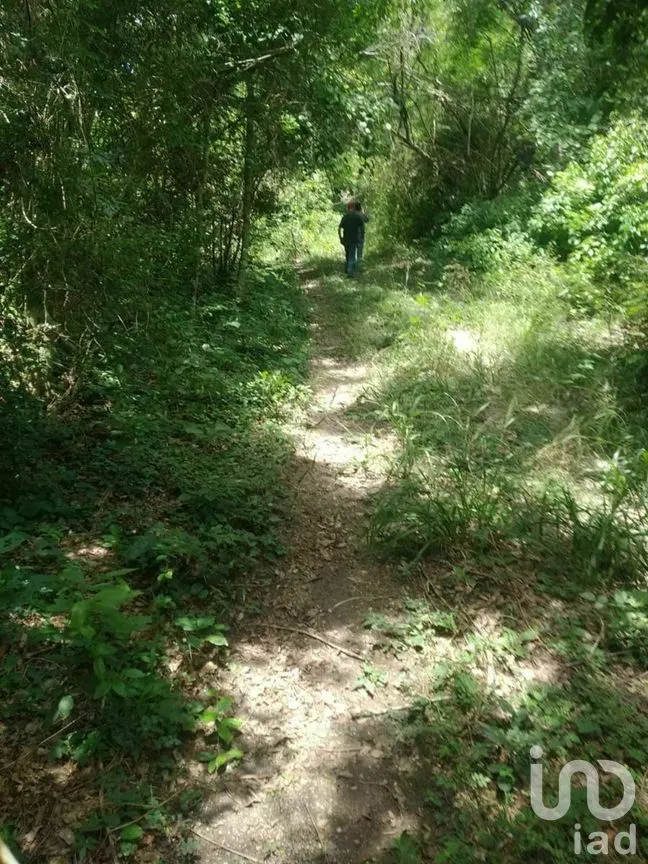 Terreno en Venta en Xpujil, Calakmul, Campeche | NEX-275283 | iad México | Foto 13 de 15