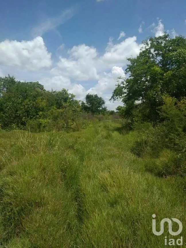 Terreno en Venta en Xpujil, Calakmul, Campeche | NEX-275283 | iad México | Foto 5 de 15