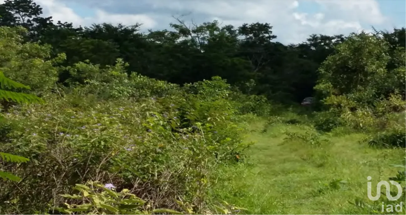 Terreno en Venta en Xpujil, Calakmul, Campeche | NEX-275377 | iad México | Foto 12 de 15