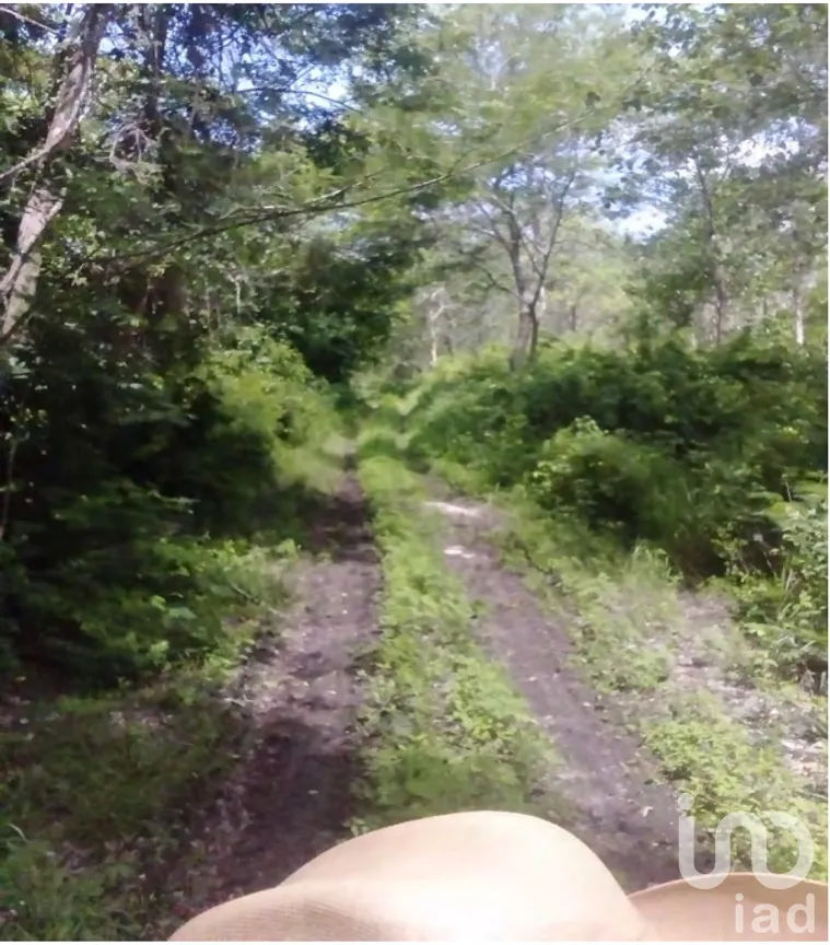 Terreno en Venta en Xpujil, Calakmul, Campeche | NEX-275377 | iad México | Foto 5 de 15