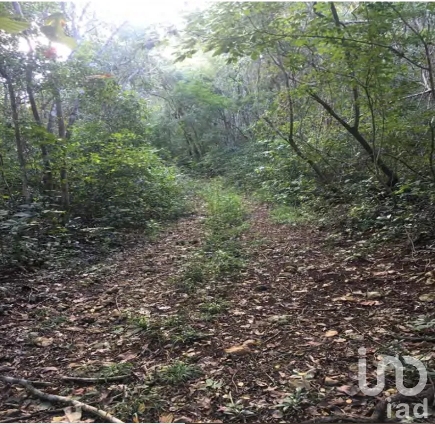 Terreno en Venta en Xpujil, Calakmul, Campeche | NEX-275377 | iad México | Foto 6 de 15