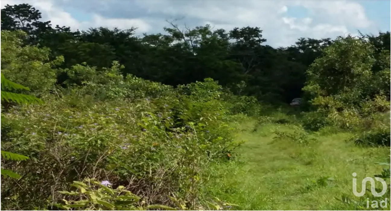 Terreno en Venta en Xpujil, Calakmul, Campeche | NEX-275377 | iad México | Foto 7 de 15