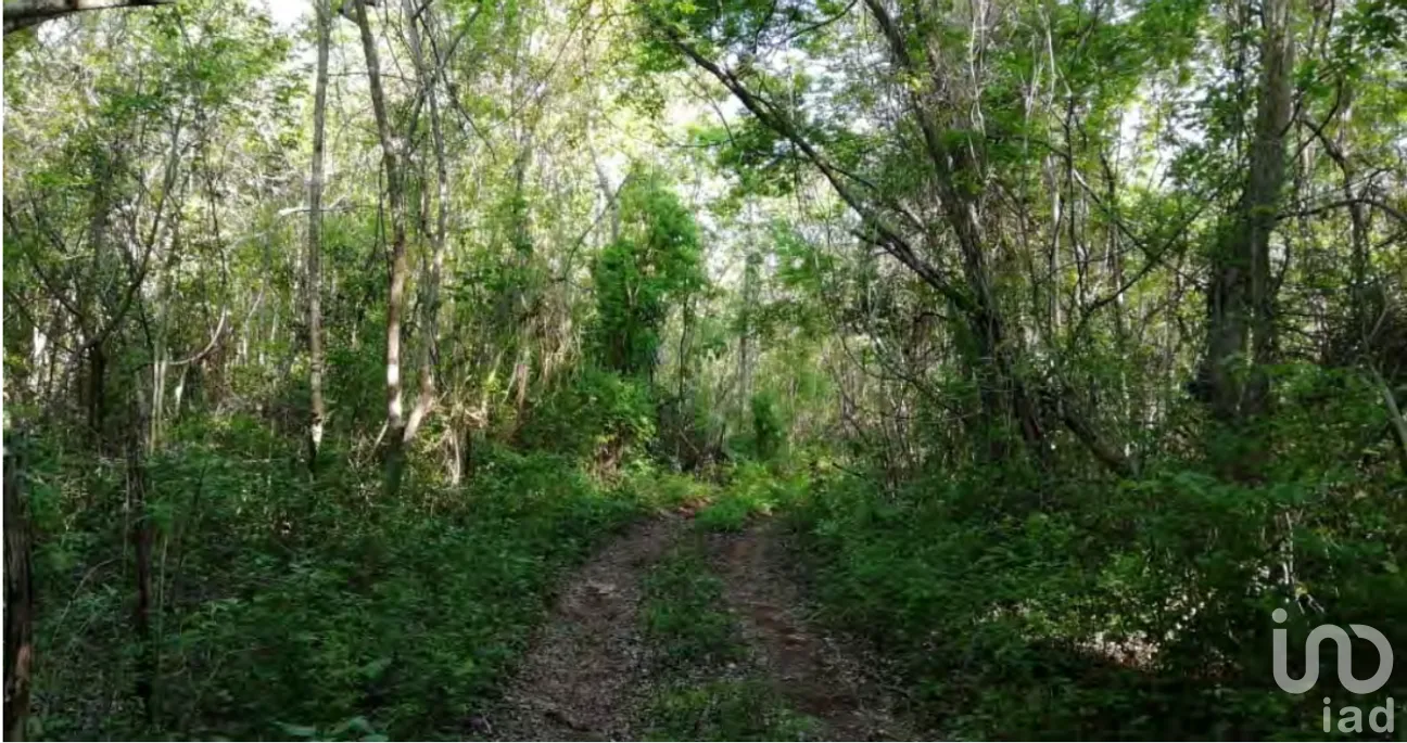 Terreno en Venta en Xpujil, Calakmul, Campeche | NEX-275377 | iad México | Foto 8 de 15