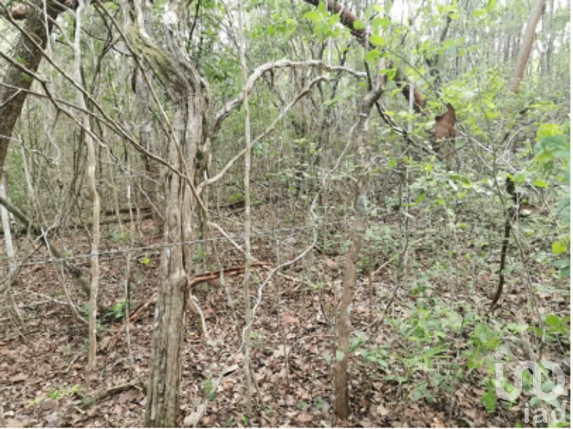 Terreno en Venta en Cuncunul, Cuncunul, Yucatán | NEX-275402 | iad México | Foto 6 de 11