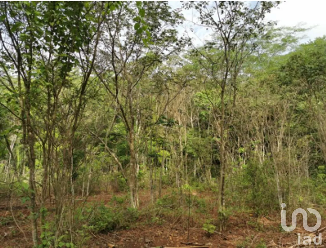 Terreno en Venta en Cuncunul, Cuncunul, Yucatán | NEX-275402 | iad México | Foto 7 de 11