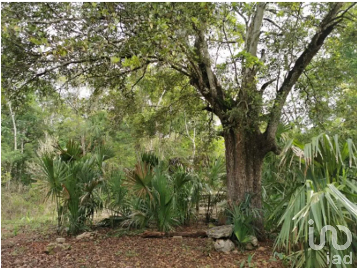 Terreno en Venta en Cuncunul, Cuncunul, Yucatán | NEX-275402 | iad México | Foto 8 de 11