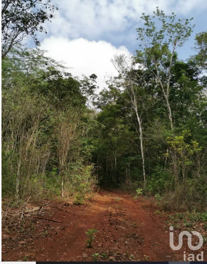 Terreno en Venta en Cuncunul, Cuncunul, Yucatán | NEX-275402 | iad México | Foto 9 de 11