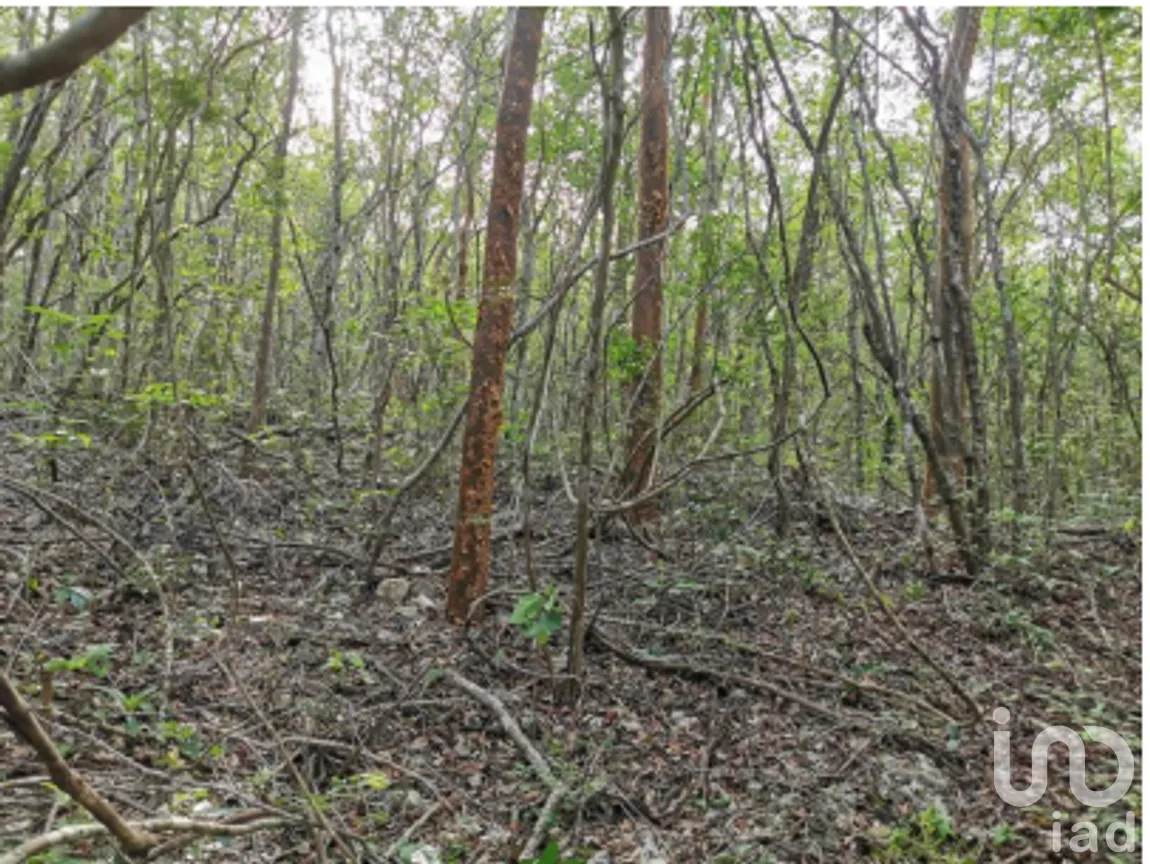 Terreno en Venta en Cuncunul, Cuncunul, Yucatán | NEX-275402 | iad México | Foto 10 de 11