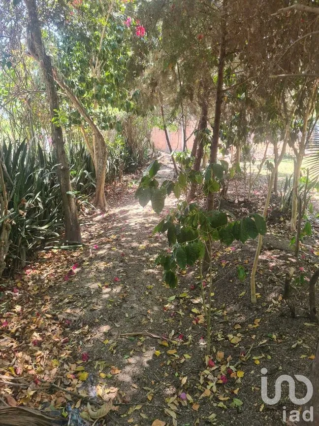 Terreno en Venta en San Miguel, Berriozábal, Chiapas | NEX-231585 | iad México | Foto 3 de 9