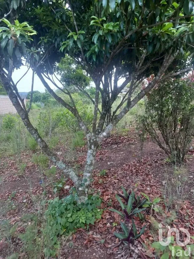 Terreno en Venta en Ocuilapa de Juárez, Ocozocoautla de Espinosa, Chiapas | NEX-232060 | iad México | Foto 9 de 12