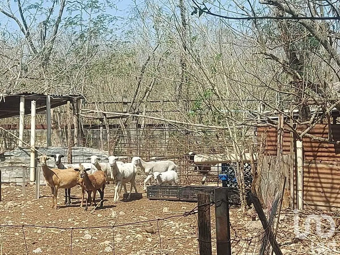 Terreno en Venta en Tixkokob, Tixkokob, Yucatán | NEX-279687 | iad México | Foto 2 de 25