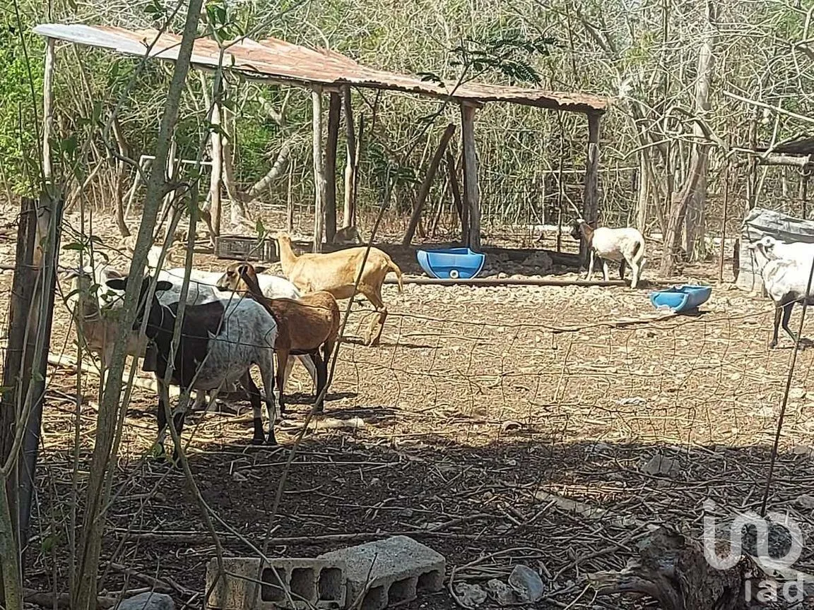 Terreno en Venta en Tixkokob, Tixkokob, Yucatán | NEX-279687 | iad México | Foto 12 de 25