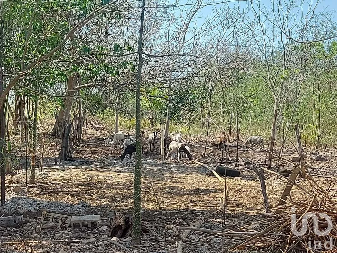 Terreno en Venta en Tixkokob, Tixkokob, Yucatán | NEX-279687 | iad México | Foto 9 de 25