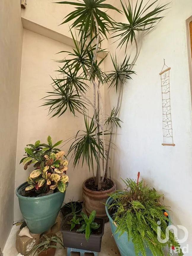 Casa en Venta en Sisal, Hunucmá, Yucatán | NEX-279697 | iad México | Foto 25 de 43