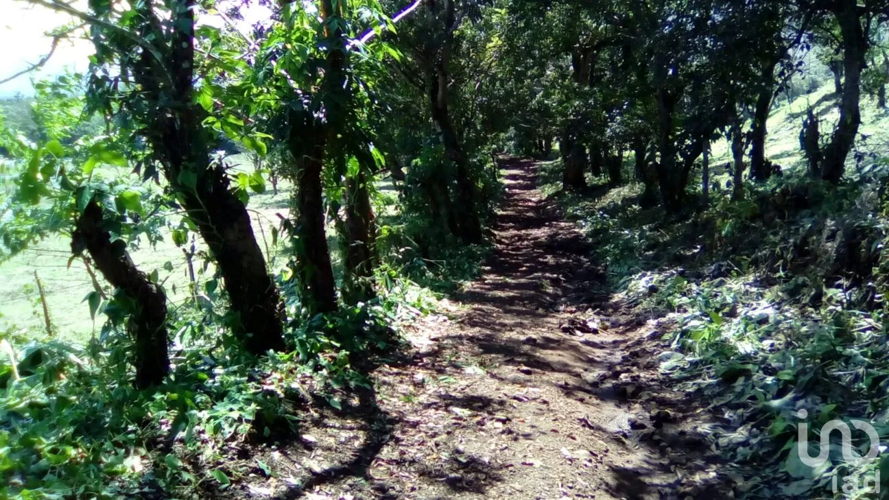 Terreno en Venta en Dos de Abril (Montepío Chiquito), San Andrés Tuxtla, Veracruz de Ignacio de la Llave | NEX-177311 | iad México | Foto 15 de 18