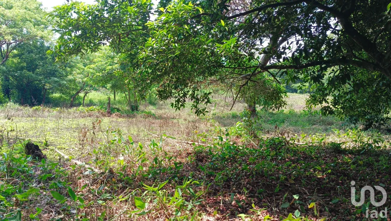 Terreno en Venta en Dos de Abril (Montepío Chiquito), San Andrés Tuxtla, Veracruz de Ignacio de la Llave | NEX-177311 | iad México | Foto 5 de 15