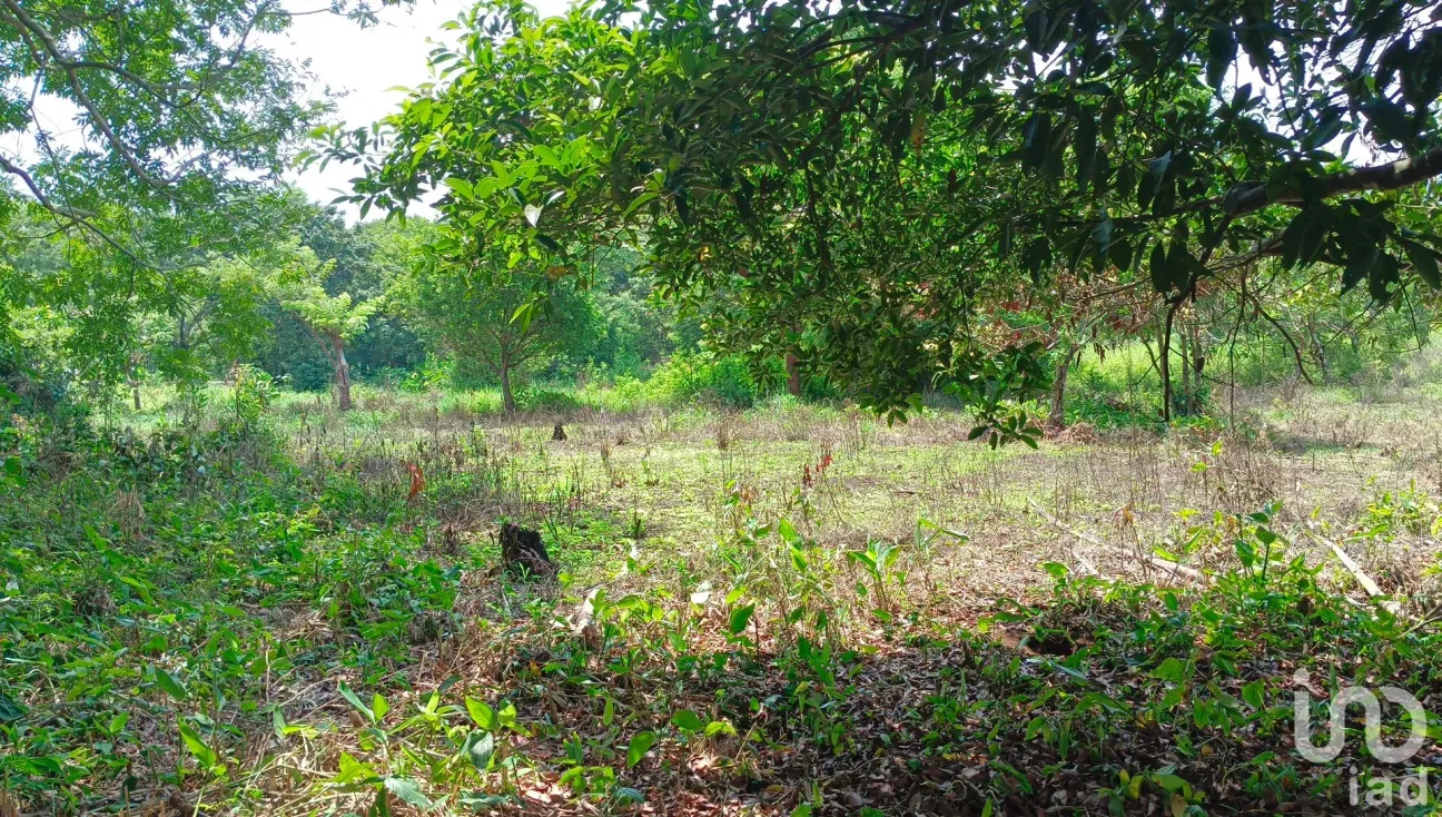 Terreno en Venta en Dos de Abril (Montepío Chiquito), San Andrés Tuxtla, Veracruz de Ignacio de la Llave | NEX-177311 | iad México | Foto 7 de 15
