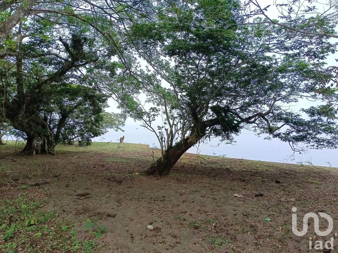 Terreno en Venta en Tebanca, Catemaco, Veracruz de Ignacio de la Llave | NEX-182669 | iad México | Foto 17 de 19