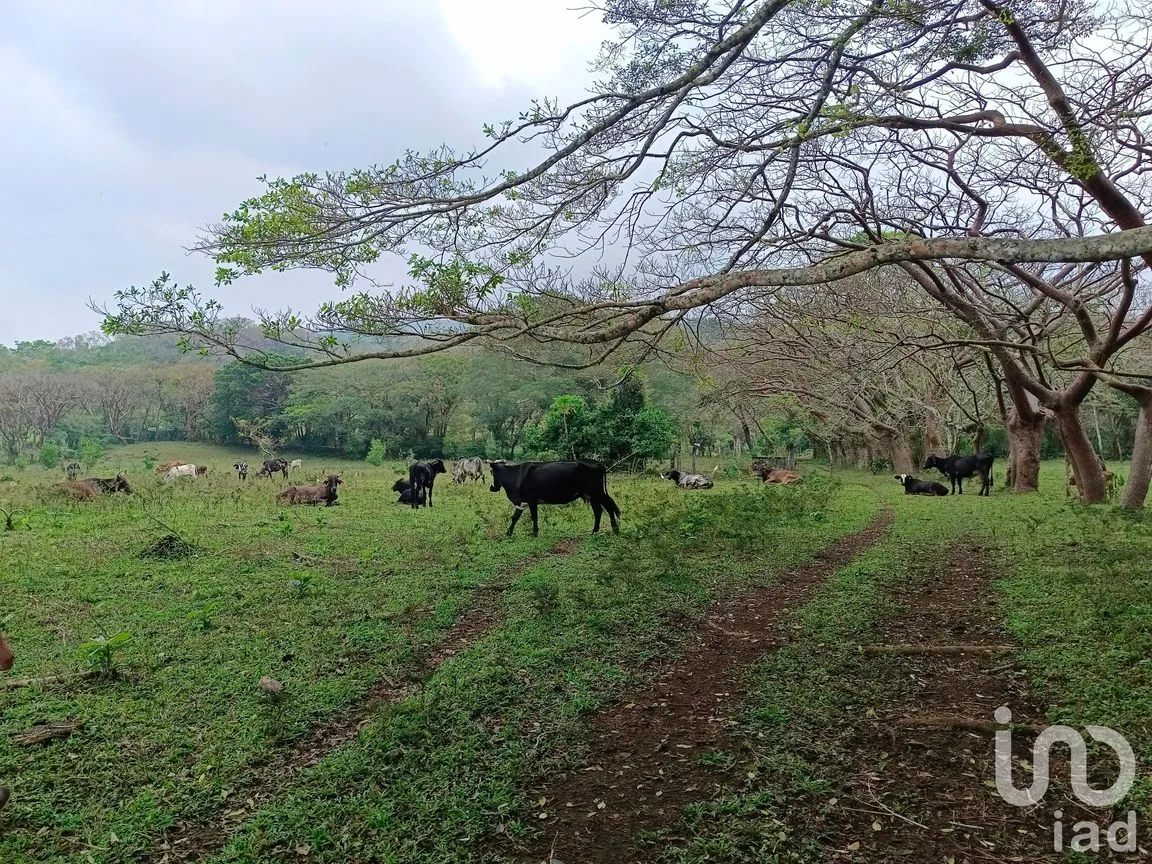 Terreno en Venta en Tebanca, Catemaco, Veracruz de Ignacio de la Llave | NEX-182669 | iad México | Foto 8 de 19
