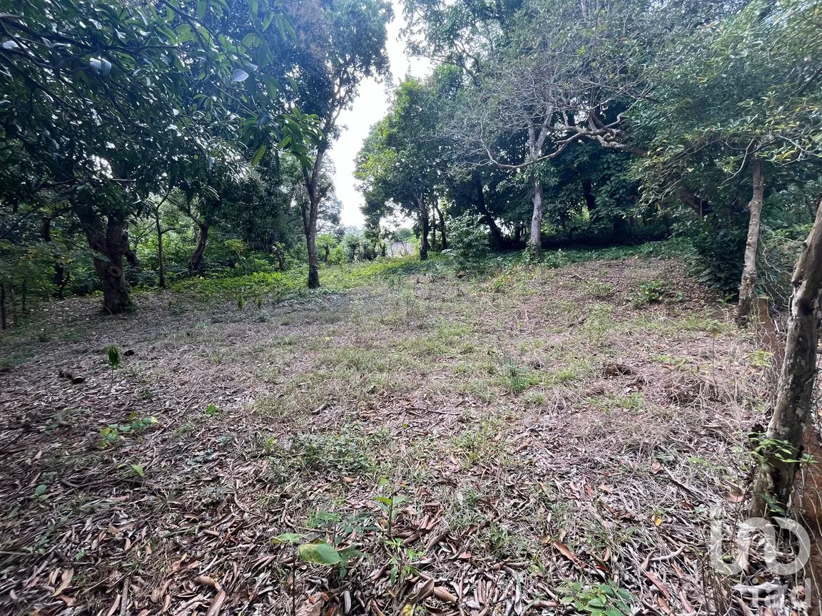 Terreno en Venta en Jorge L Tamayo, San Andrés Tuxtla, Veracruz de Ignacio de la Llave | NEX-243389 | iad México | Foto 12 de 18