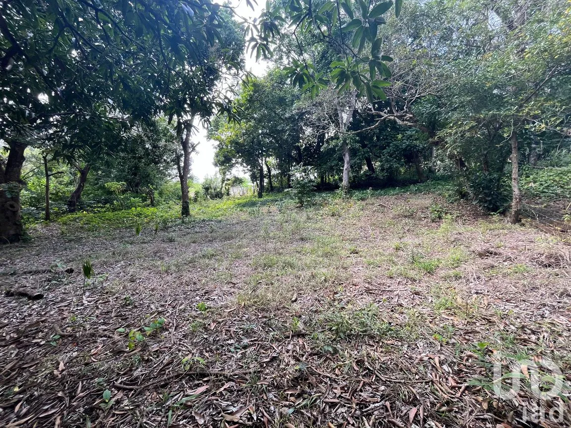 Terreno en Venta en Jorge L Tamayo, San Andrés Tuxtla, Veracruz de Ignacio de la Llave | NEX-243389 | iad México | Foto 6 de 18