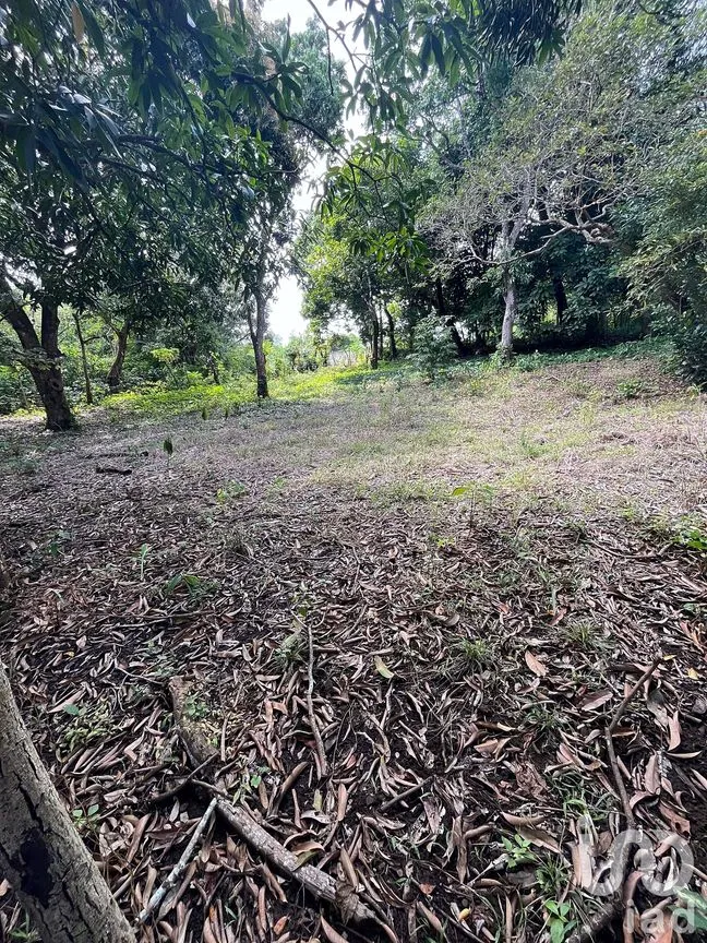 Terreno en Venta en Jorge L Tamayo, San Andrés Tuxtla, Veracruz de Ignacio de la Llave | NEX-243389 | iad México | Foto 8 de 18