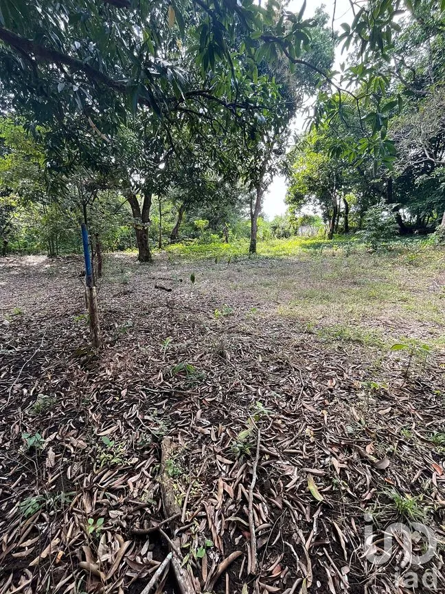 Terreno en Venta en Jorge L Tamayo, San Andrés Tuxtla, Veracruz de Ignacio de la Llave | NEX-243389 | iad México | Foto 9 de 18